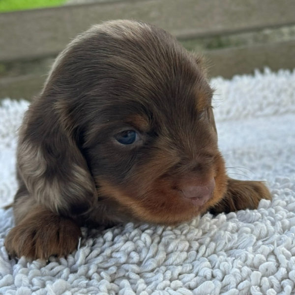 Mini Dachshund Puppy for Sale