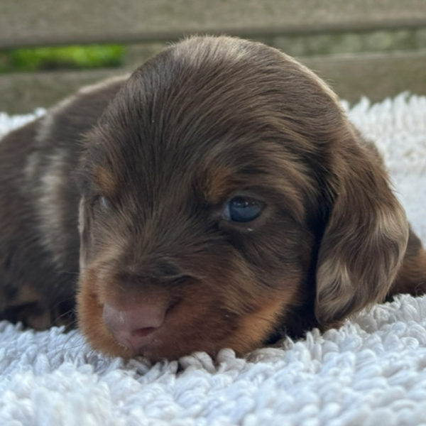 Mini Dachshund Puppy for Sale
