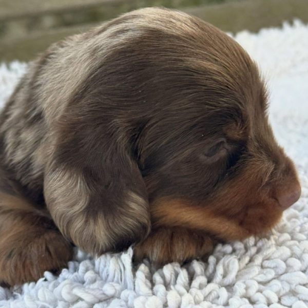 Mini Dachshund Puppy for Sale