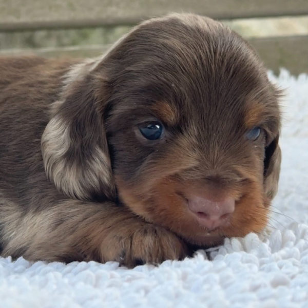 Mini Dachshund Puppy for Sale