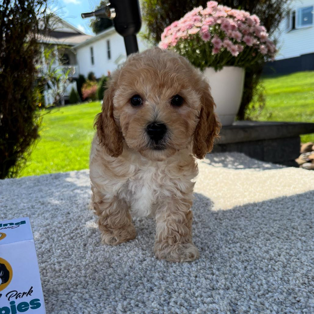 F1b Maltipoo Puppy for Sale in NYC