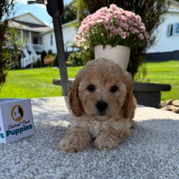 F1b Maltipoo Puppy for Sale