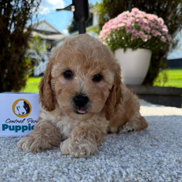 F1b Maltipoo Puppy for Sale