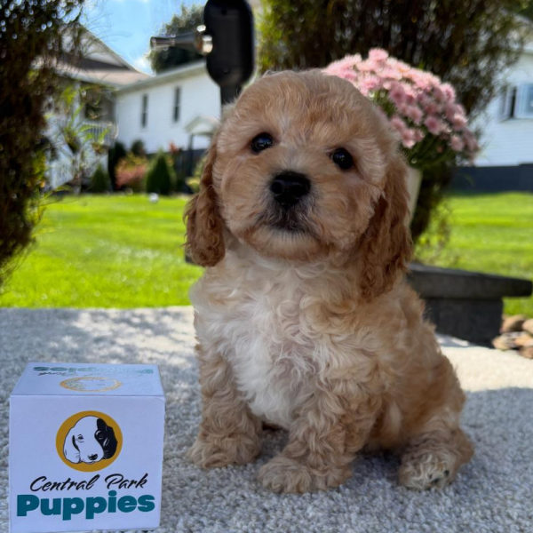 F1b Maltipoo Puppy for Sale