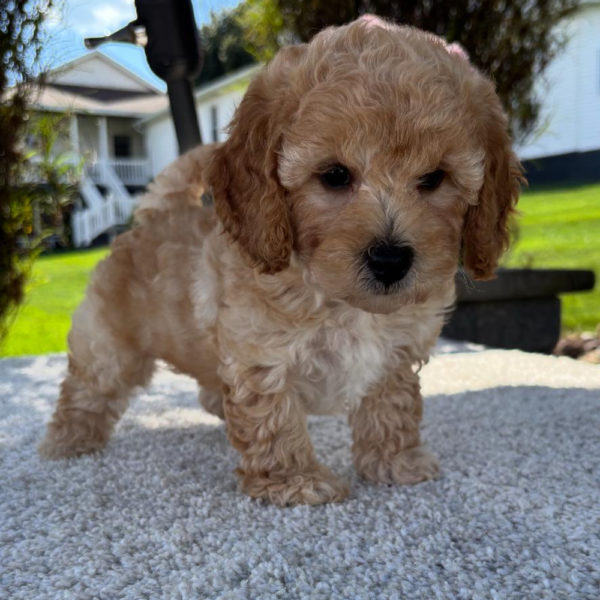 F1b Maltipoo Puppy for Sale