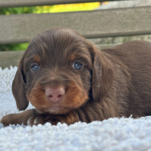 Mini Dachshund Puppy for Sale