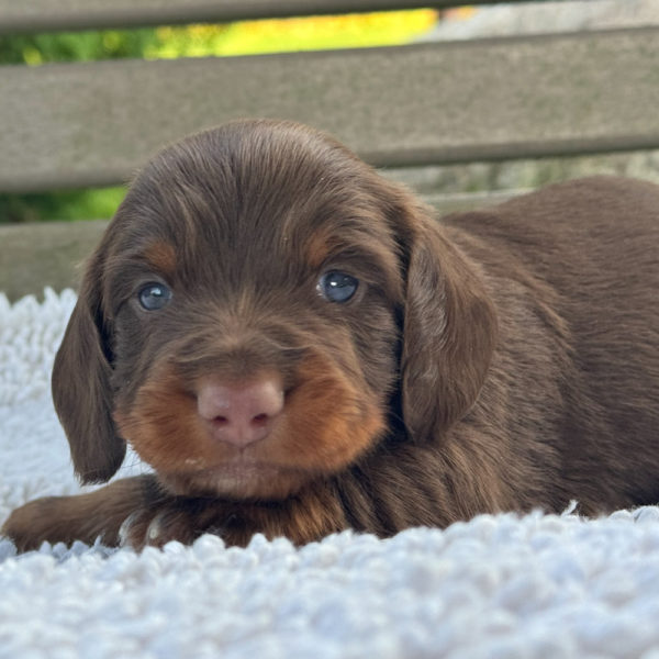 Mini Dachshund Puppy for Sale