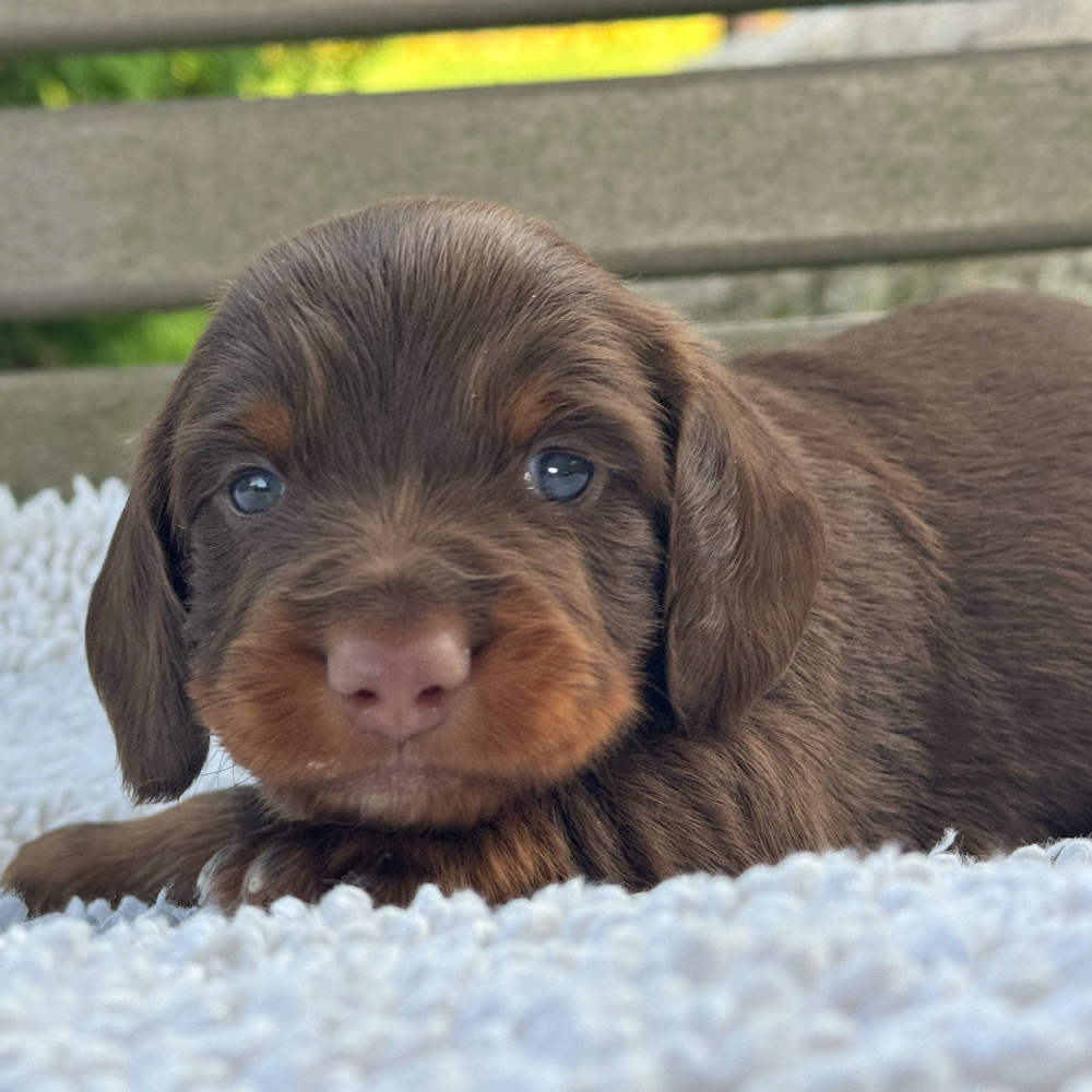 Mini Dachshund Puppy for Sale in NYC