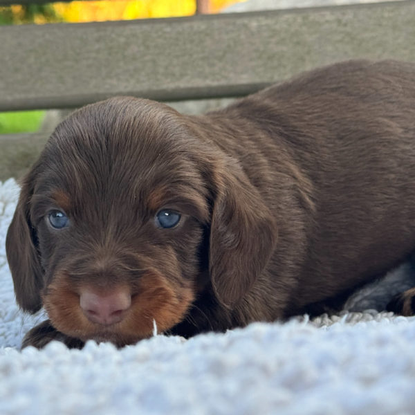Mini Dachshund Puppy for Sale