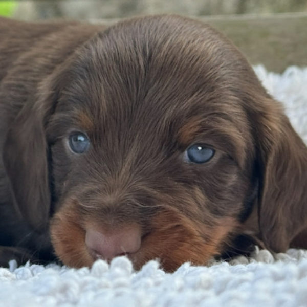 Mini Dachshund Puppy for Sale