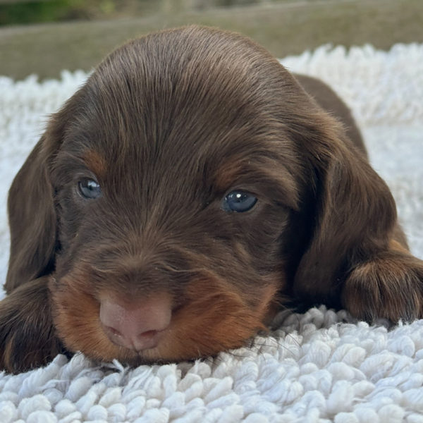 Mini Dachshund Puppy for Sale
