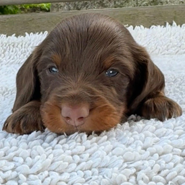 Mini Dachshund Puppy for Sale