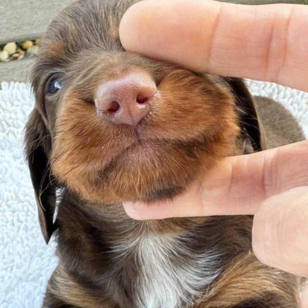 Mini Dachshund Puppy for Sale