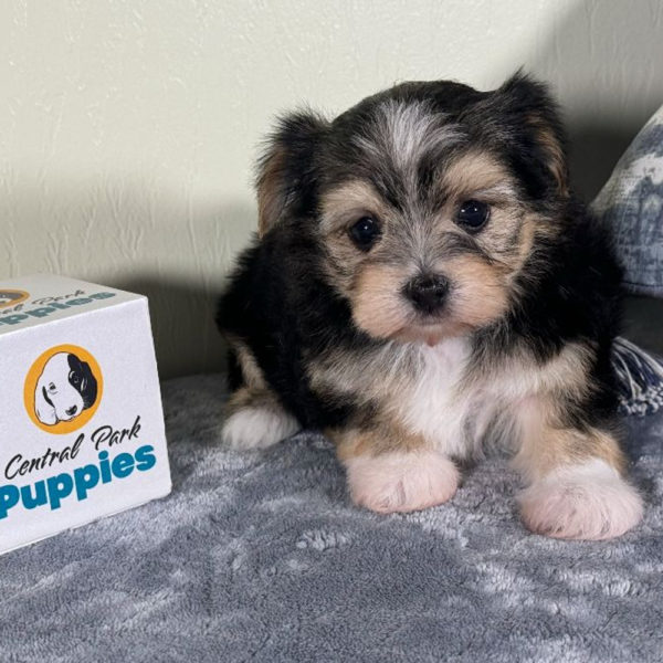 F1 Morkie Puppy for Sale