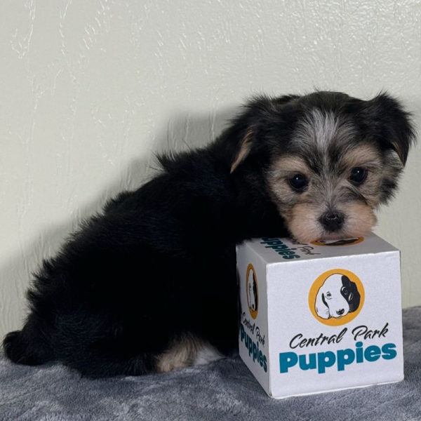 F1 Morkie Puppy for Sale