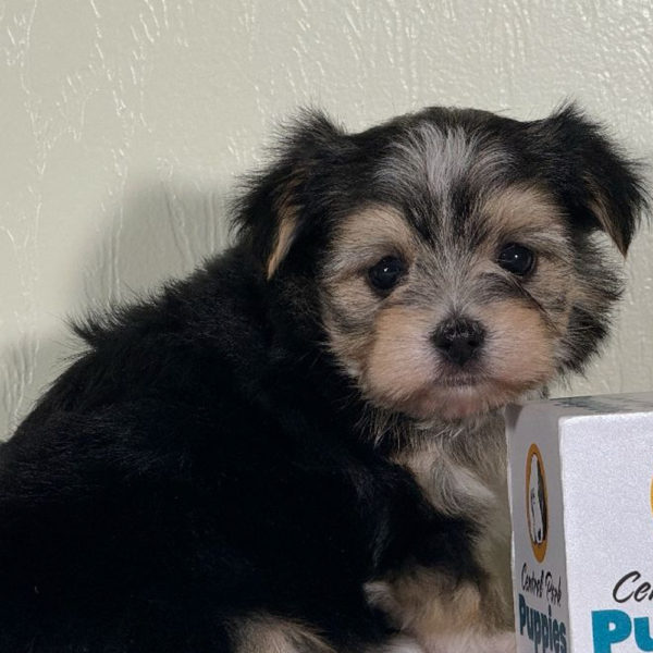 F1 Morkie Puppy for Sale