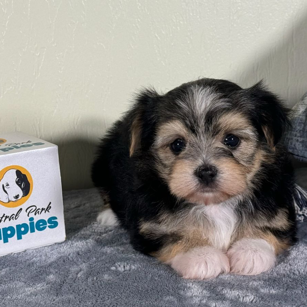 F1 Morkie Puppy for Sale in NYC