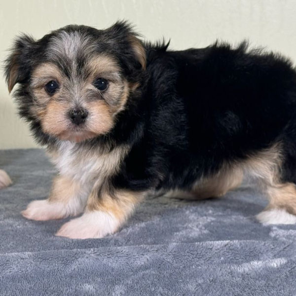 F1 Morkie Puppy for Sale