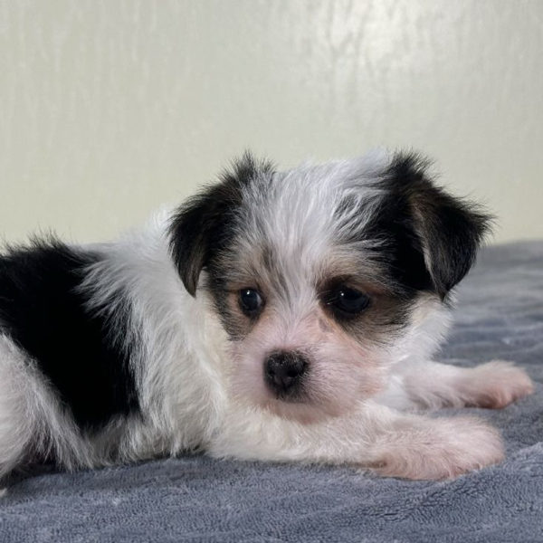 F1 Morkie Puppy for Sale