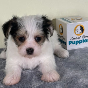 F1 Morkie Puppy for Sale