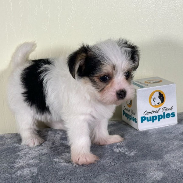 F1 Morkie Puppy for Sale