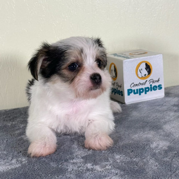 F1 Morkie Puppy for Sale