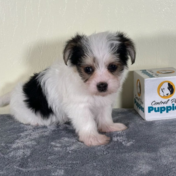 F1 Morkie Puppy for Sale