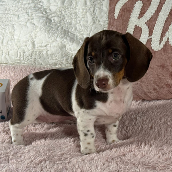 Mini Dachshund Puppy for Sale