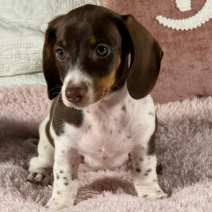 Mini Dachshund Puppy for Sale