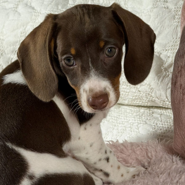 Mini Dachshund Puppy for Sale