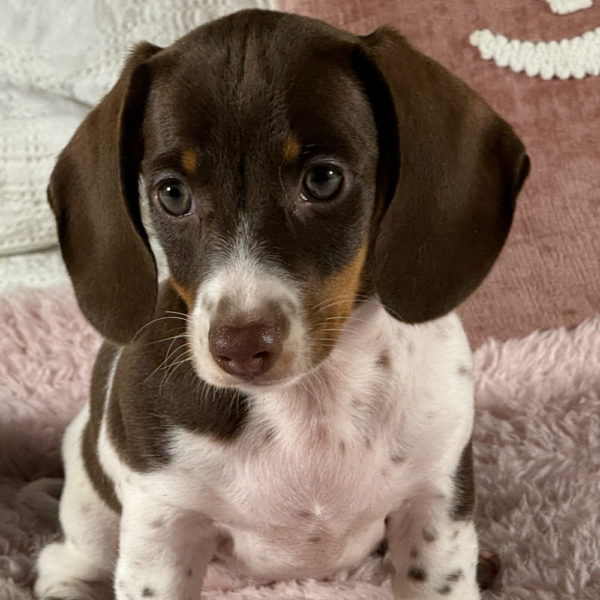 Mini Dachshund Puppy for Sale