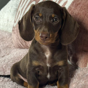 Mini Dachshund Puppy for Sale