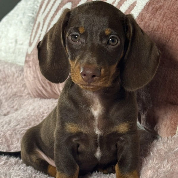 Mini Dachshund Puppy for Sale