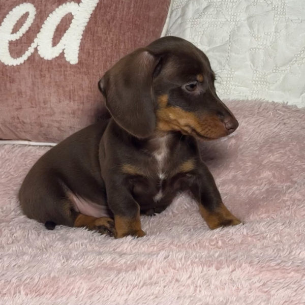 Mini Dachshund Puppy for Sale
