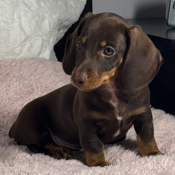 Mini Dachshund Puppy for Sale