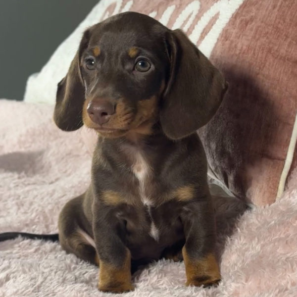 Mini Dachshund Puppy for Sale