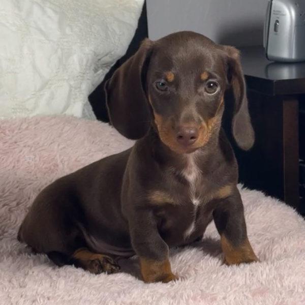 Mini Dachshund Puppy for Sale