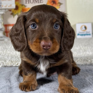 Mini Dachshund Puppy for Sale