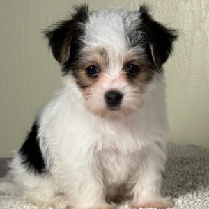 F1 Morkie Puppy for Sale