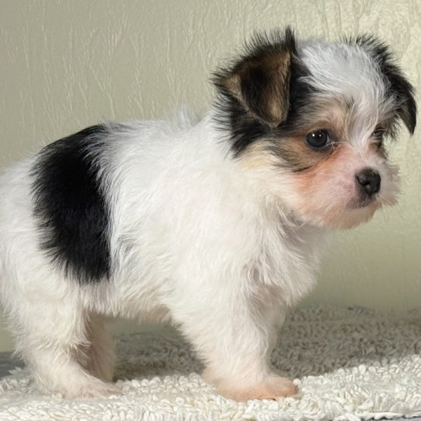 F1 Morkie Puppy for Sale