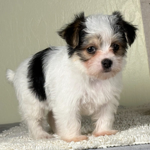 F1 Morkie Puppy for Sale
