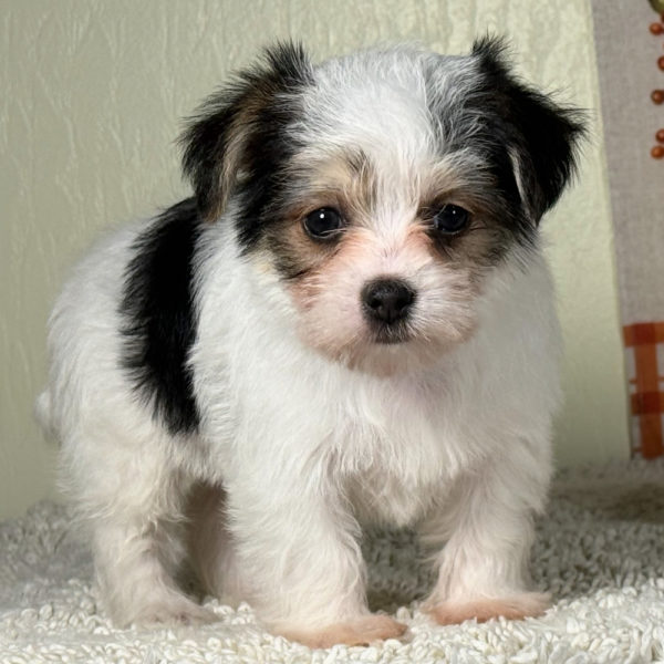 F1 Morkie Puppy for Sale