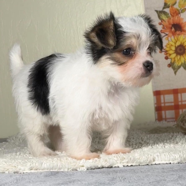 F1 Morkie Puppy for Sale