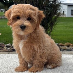 F1 Maltipoo Puppy for Sale