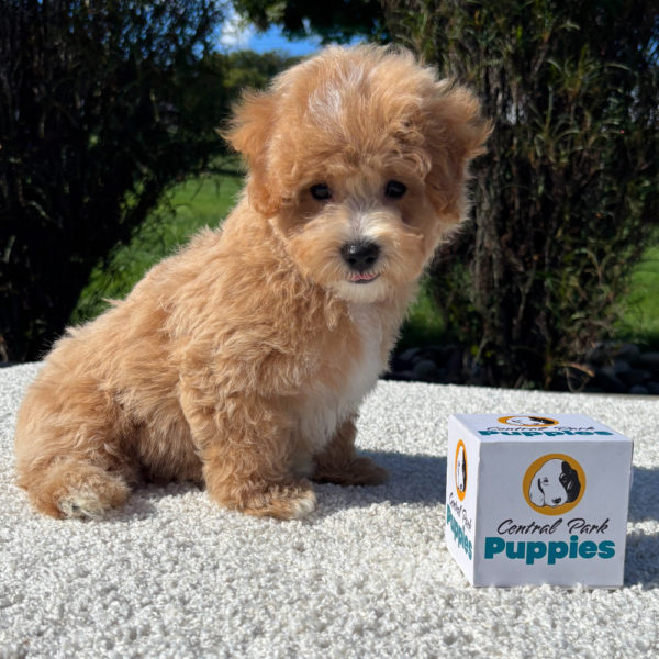 F1 Maltipoo Puppy for Sale