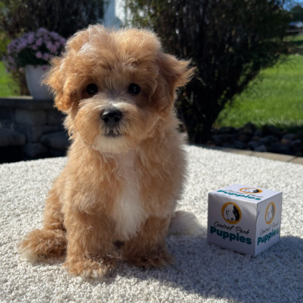 F1 Maltipoo Puppy for Sale