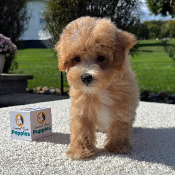F1 Maltipoo Puppy for Sale