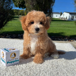 F1 Maltipoo Puppy for Sale