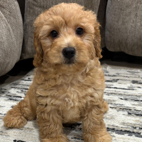 F1b Maltipoo Puppy for Sale