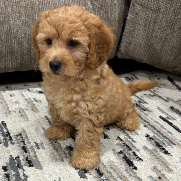 F1b Maltipoo Puppy for Sale